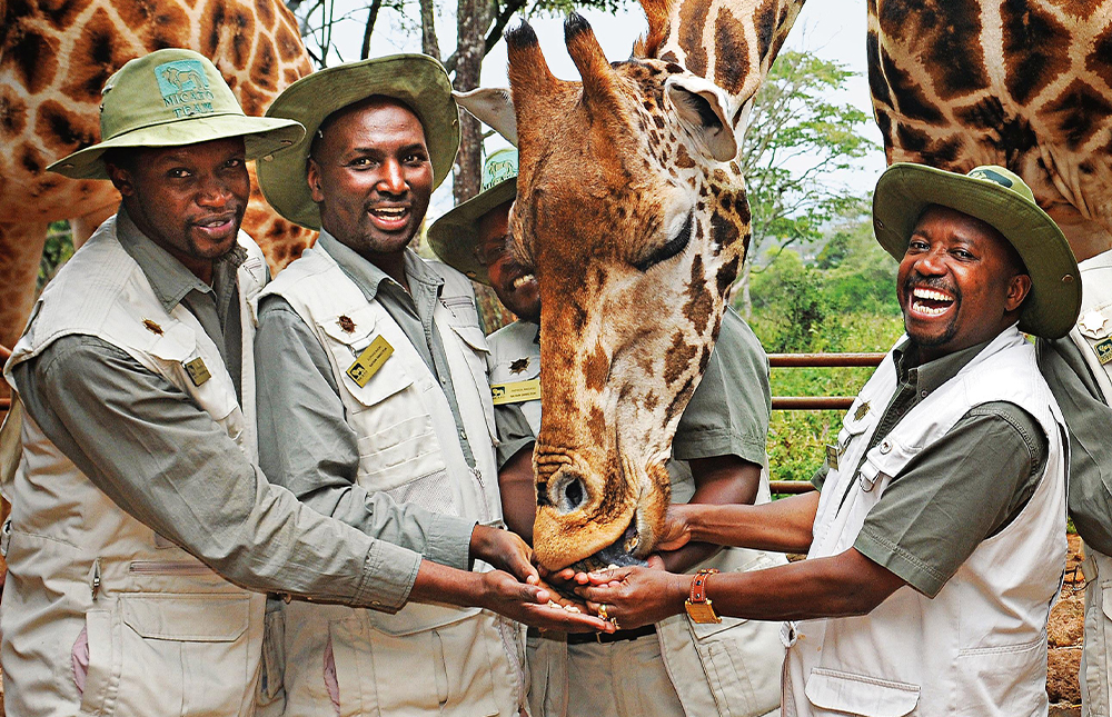 Safari Directors