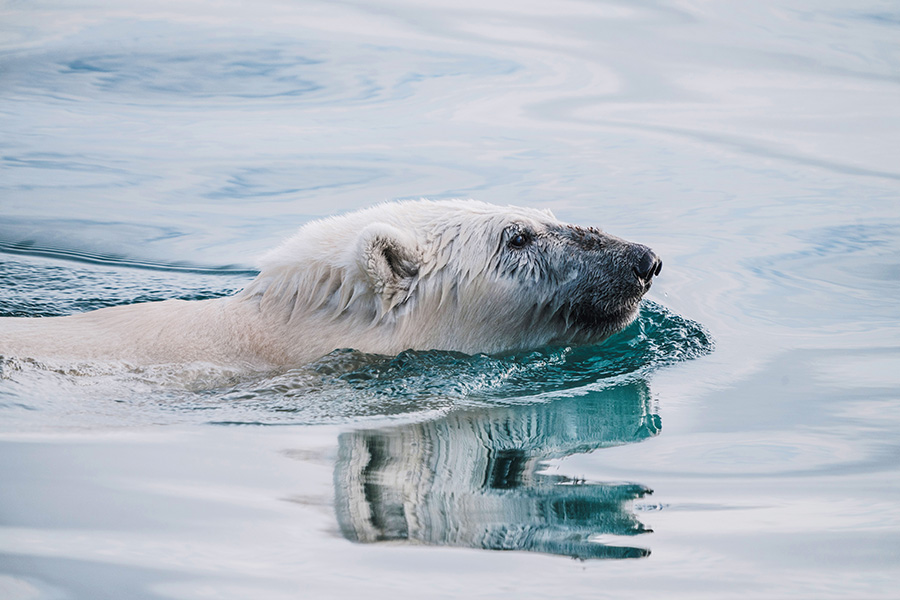 Islands of People & Polar Bears 2