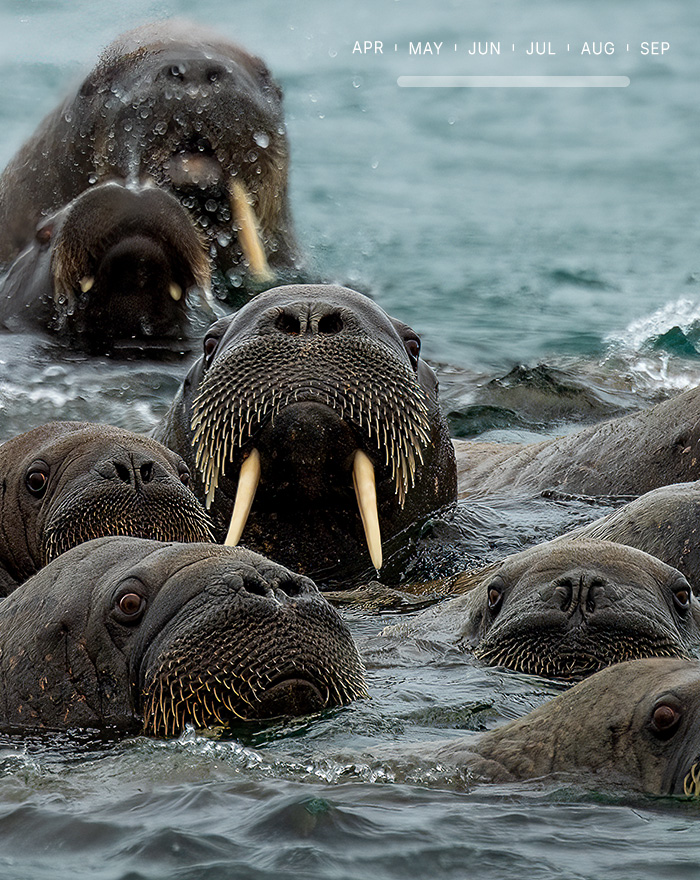 Walrus and seals